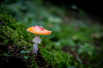 Amanita muscaria, commonly known as the red fly agaric. Toxic and hallucinogen mushroom Fly Agaric in moss on autumn forest background. Defocused