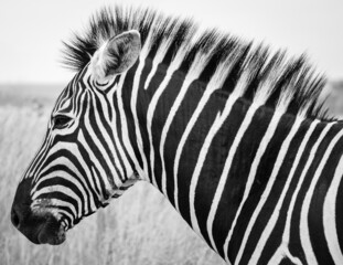 Fototapeta na wymiar Close Up sighting of a Zebra