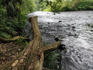 NatureBoy Der Blick in die Nature