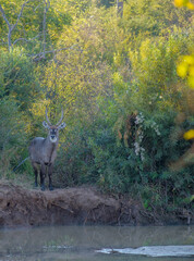 Water Buck at sunset about to drink