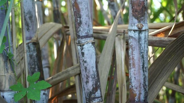 Sugarcane with a natural background. Indonesian call it tebu