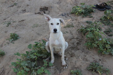 a stray dog