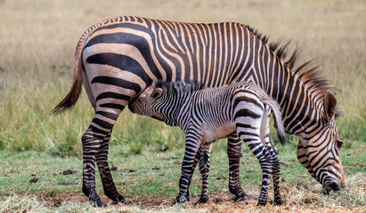 Fototapeta na wymiar Zebra foal drinking from its mother