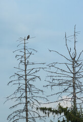 eagle is sitting on a branch of a dry tree