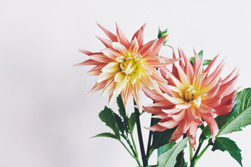 Red and yellow dahlia flowers.