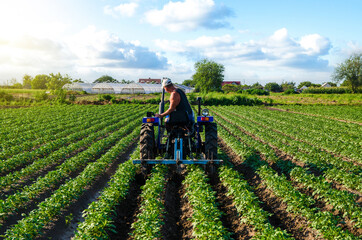 Beautiful landscape of potato plantation and a cultivator tractor. Field work cultivation. Farm...