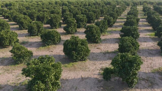 Young olive trees growing on plantation in row close up.