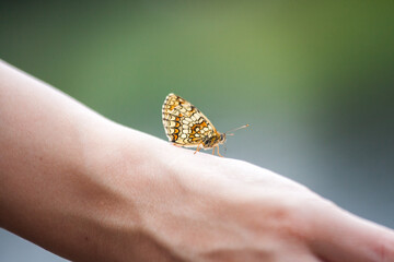close up of beautiful butterfly  on a arm hand of young woman