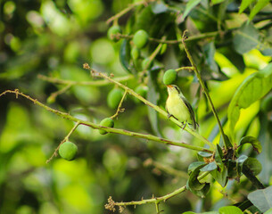 Golden Bellied Gerygone bird sitting on mango tree branch