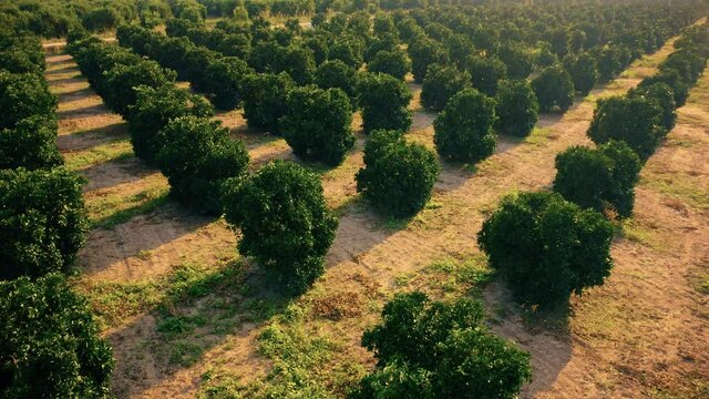 Close up rows of young small olive trees growing on plantation.