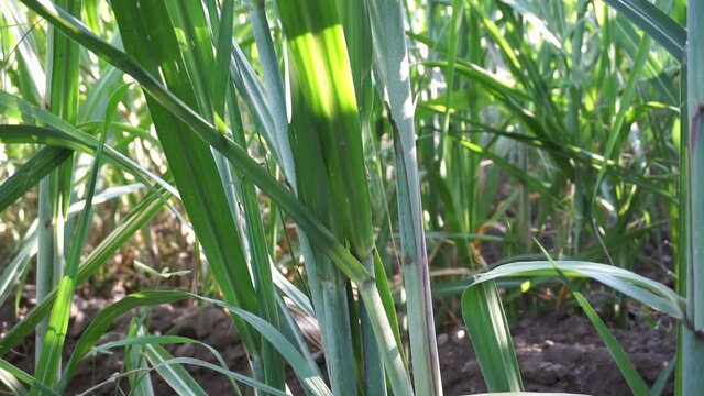 Sugarcane with a natural background. Indonesian call it tebu