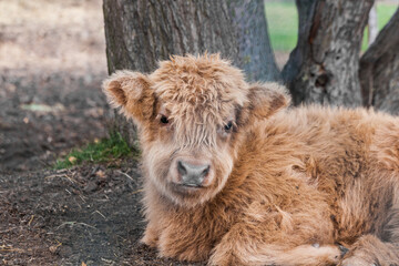 Obraz premium Close up of baby scottish highland cattle