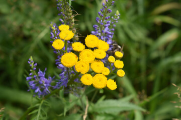Tansy flowers on a background of multi-leaf lupine