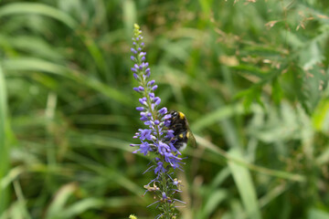 Close-up of the beautiful blue flowers of Veronica longleaf, Ulster Blue Dwarf, speedwell