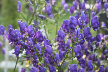 flowers of the Wrestler hood (Aconitum firmum) blue flower.a flower in the foreground