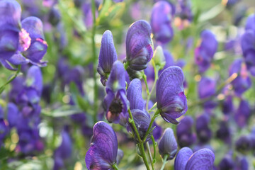 flowers of the Wrestler hood (Aconitum firmum) blue flower. flower in the foreground