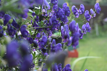 Klobuchkovy wrestler (Aconitum firmum) blue flower. flower in the foreground