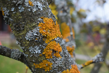 Tree branches in Xanthoria lichens