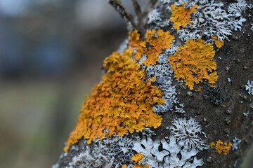 Tree branches in Xanthoria lichens