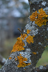 Tree branches in Xanthoria lichens