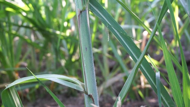 Sugarcane with a natural background. Indonesian call it tebu