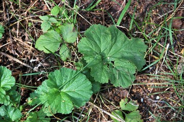 wild strawberry plant