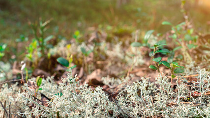 Photo of white moss, taiga zone. Vivid landscapes with moss, forest and wild flora in the forest in summer.