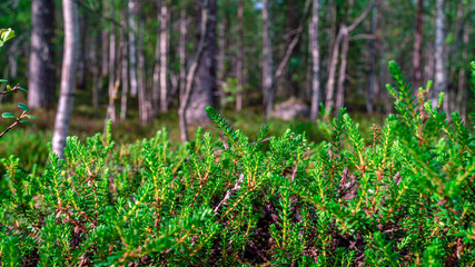 Photo of green moss, taiga zone. Vivid landscapes with moss, forest and wild flora in the forest in summer.