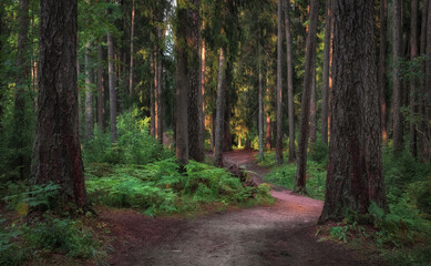 winding path in an old sunny northern forest between tree trunks and ferns in summer