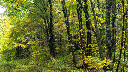 Stunning Colors of Autumn Hidden Deep in the Green Forest