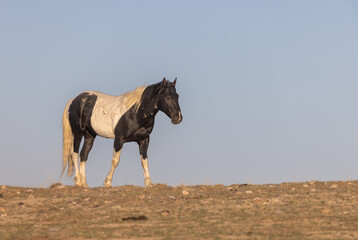 Beautiful Wild Horse in the Utah Desert