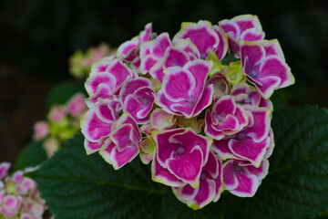 Beautiful flowering hydrangea in the park, plant