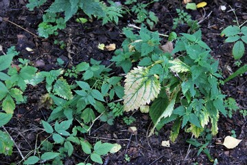 the spring