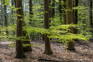 Young beech leaves in the spring sun