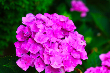 Pink hydrangea blooms in the garden in summer.