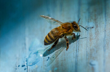 A lot of bees returning to bee hive and entering beehive with collected floral nectar and flower...