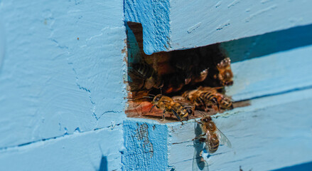 A lot of bees returning to bee hive and entering beehive with collected floral nectar and flower...