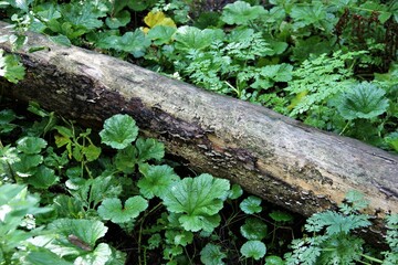 moss on a tree
