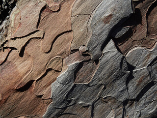 Texture of the nordic pine, bark. Natural structure of pine tree bark with moss. Background