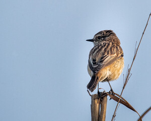 Whinchat resting on a branch with a blue sky