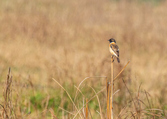 Stone chat resting on a tree
