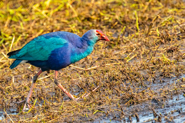 Purple Swamphen strolling near a lake
