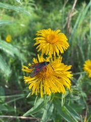 yellow dandelion flower