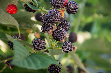 Black prickly blackberry on a branch. High quality photo