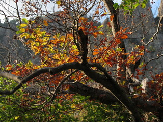 autumn leaves on the tree