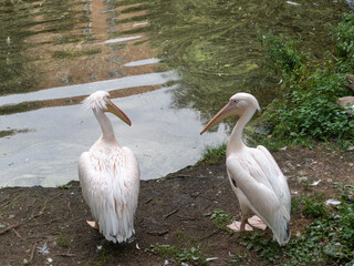 Nature reserve with birds living in the wild.