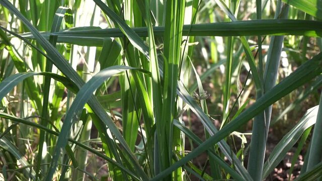Sugarcane with a natural background. Indonesian call it tebu