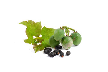 oil plant, Ricinus communis, medical plant