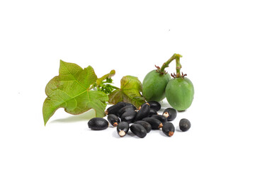 oil plant, Ricinus communis, medical plant