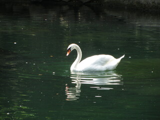 white swan on the lake